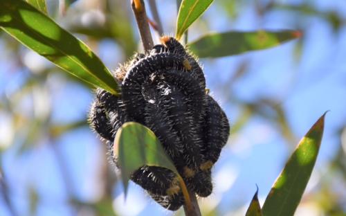 Walumarra Trek Sawfly Species