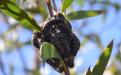 Walumarra Trek Sawfly Species